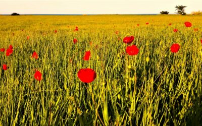 Trouver la couleur dans chaque instant